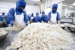 全球?qū)ξr主產(chǎn)區(qū)情況如何？印度白蝦價格跌至2年最低