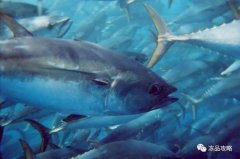 全世界的金槍魚價格暴漲，明年印度洋要搞個大動作，整個行業(yè)都慌了！