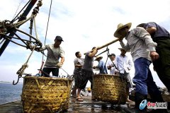 開漁了 新鮮便宜的巴浪魚魷魚來了！