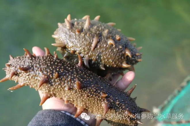 按此在新窗口瀏覽圖片