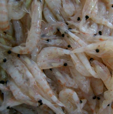 海水溫度提高預(yù)計(jì)南極磷蝦物種數(shù)量減少80%以上